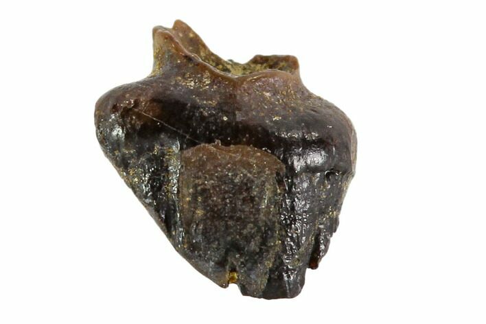 Fossil Pachycephalosaur Tooth - Montana #108172